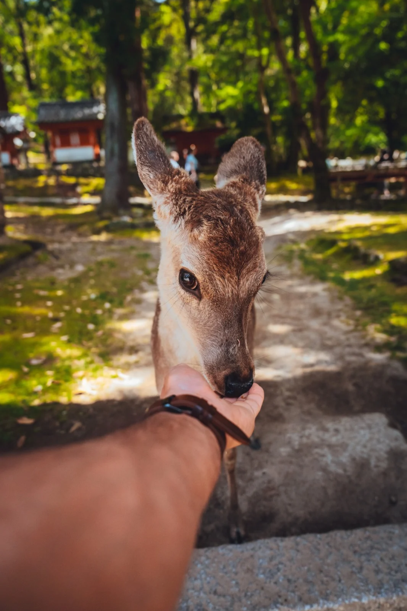 Nara, Japon ©Maxime Moreau 