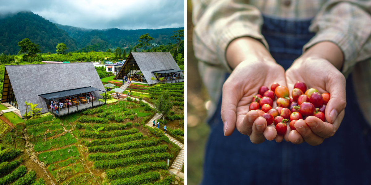 Visitez les plantations de Gombengsari, Java
