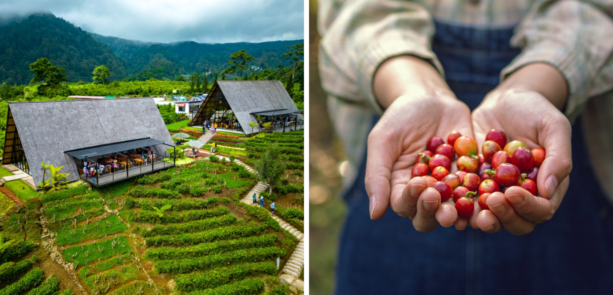 Visitez les plantations de Gombengsari, Java