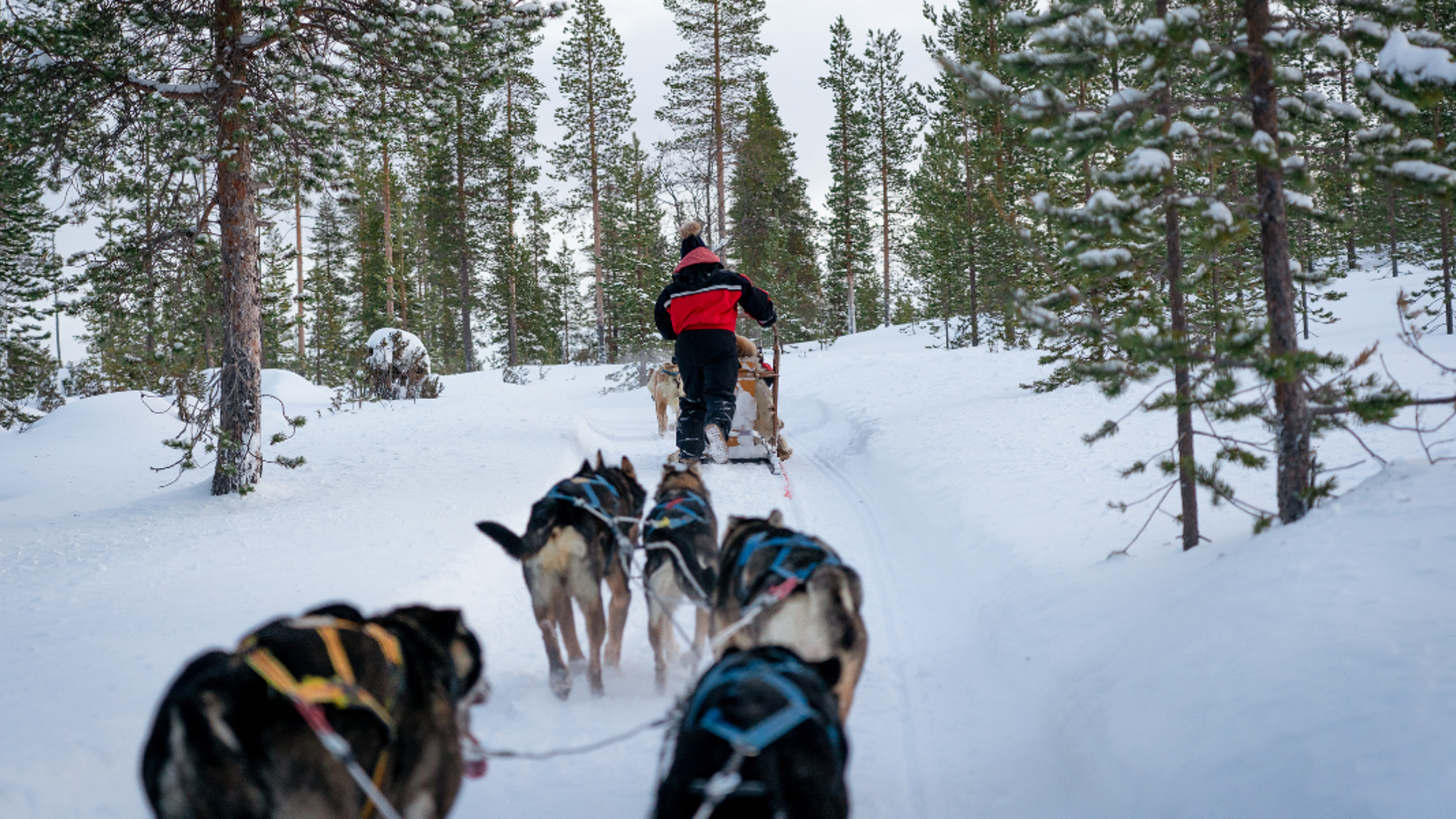 Une balade en chiens de traîneaux - jours 2 à 7