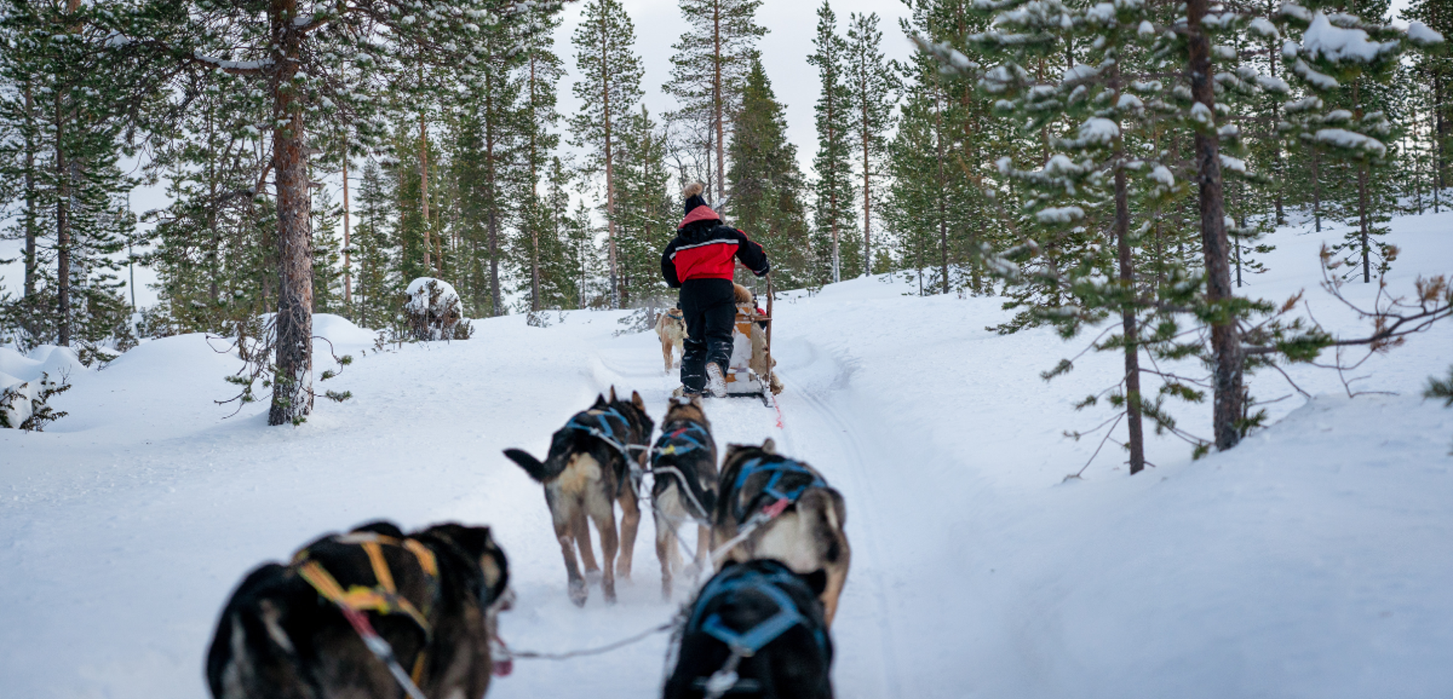 Une balade en chiens de traîneaux - jours 2 à 7
