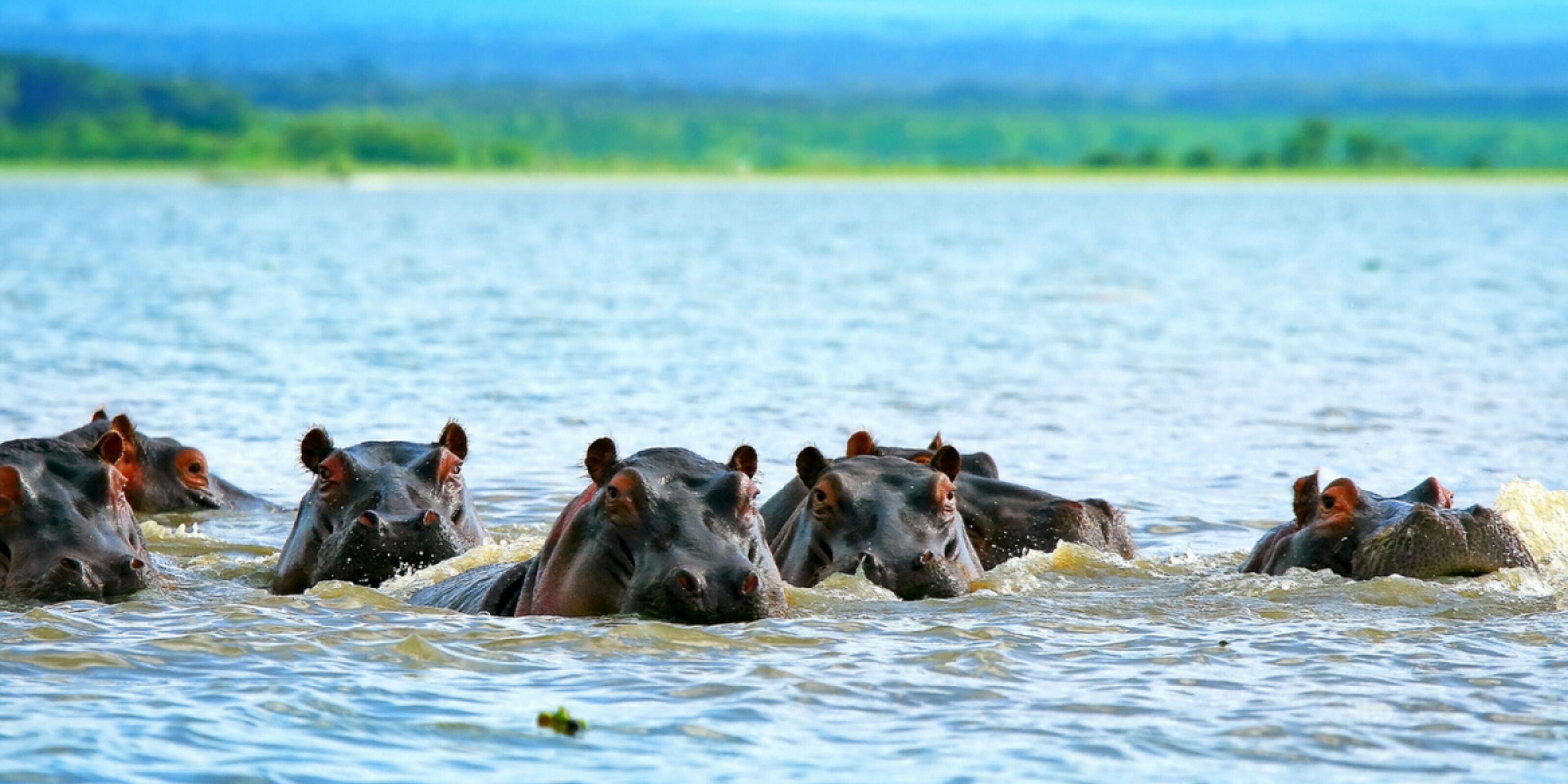 Le Lac Naivasha et ses hippopotames
