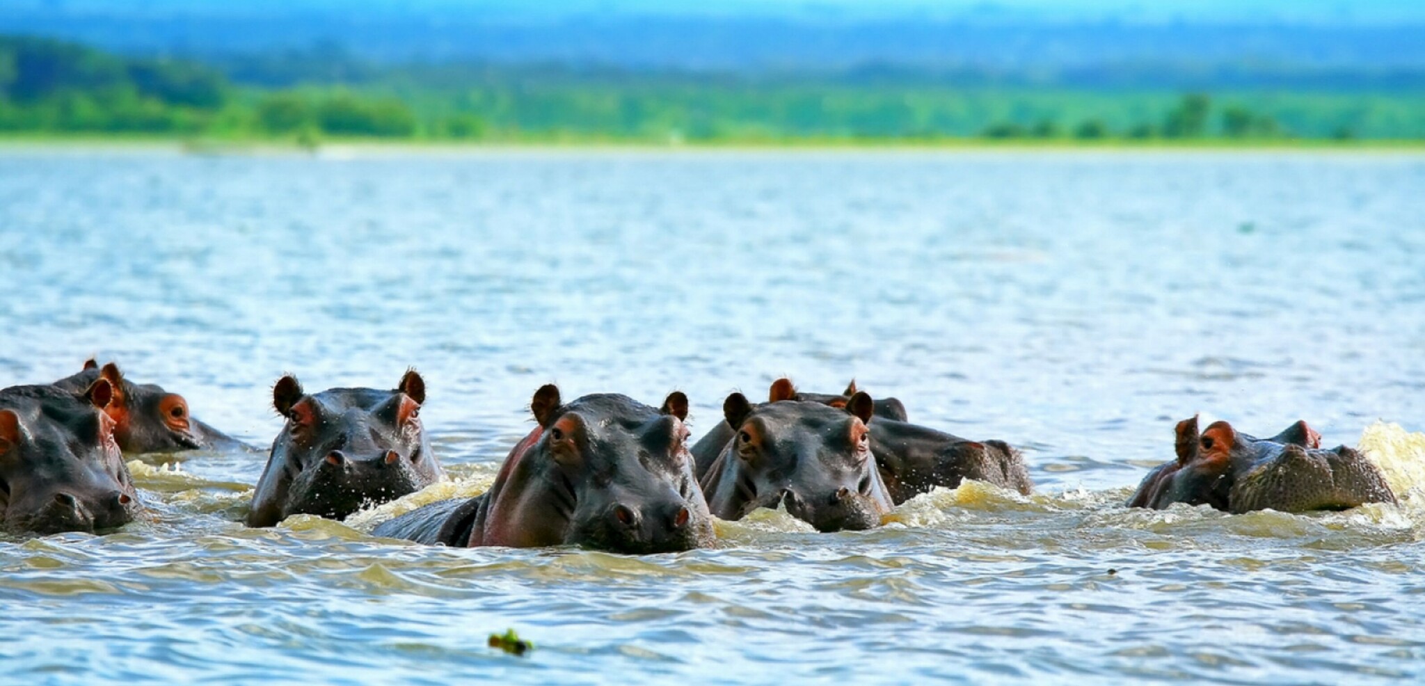 Le Lac Naivasha et ses hippopotames