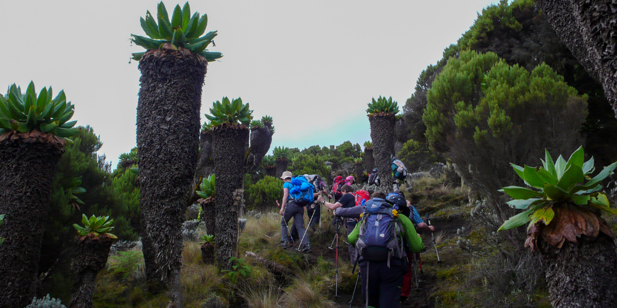 Les fameux séneçons géants, endémiques du Kilimandjaro