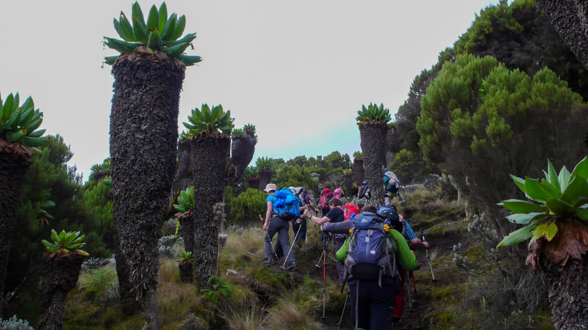 Les fameux séneçons géants, endémiques du Kilimandjaro