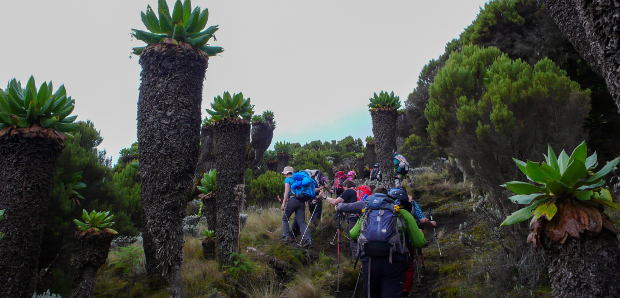 Les fameux séneçons géants, endémiques du Kilimandjaro