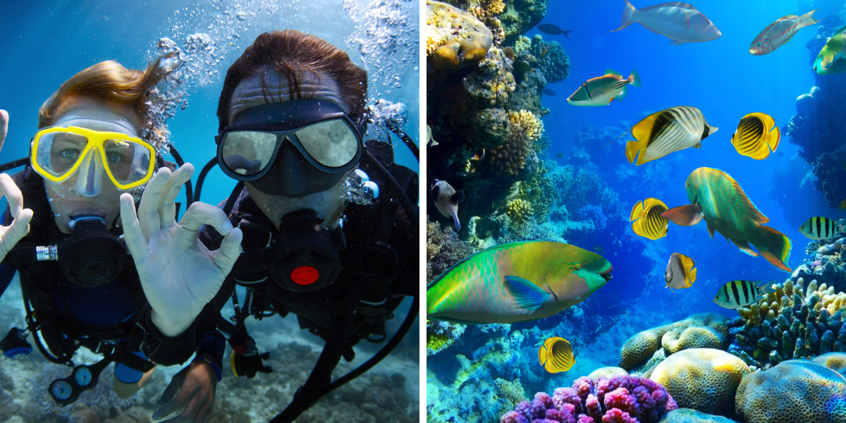 Et si vous tentiez un baptême de plongée ? (non inclus)