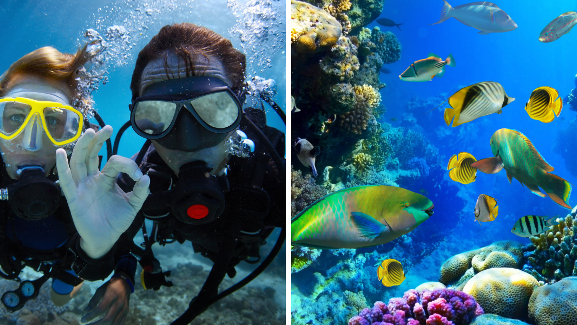 Et si vous tentiez un baptême de plongée ? (non inclus)