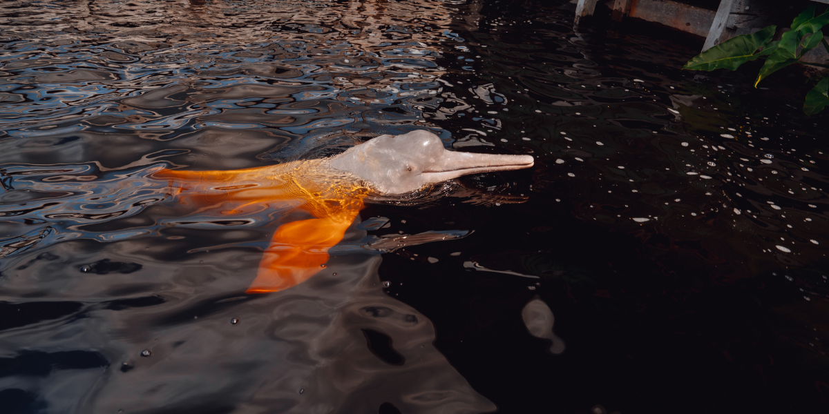 Jeux avec les dauphins roses