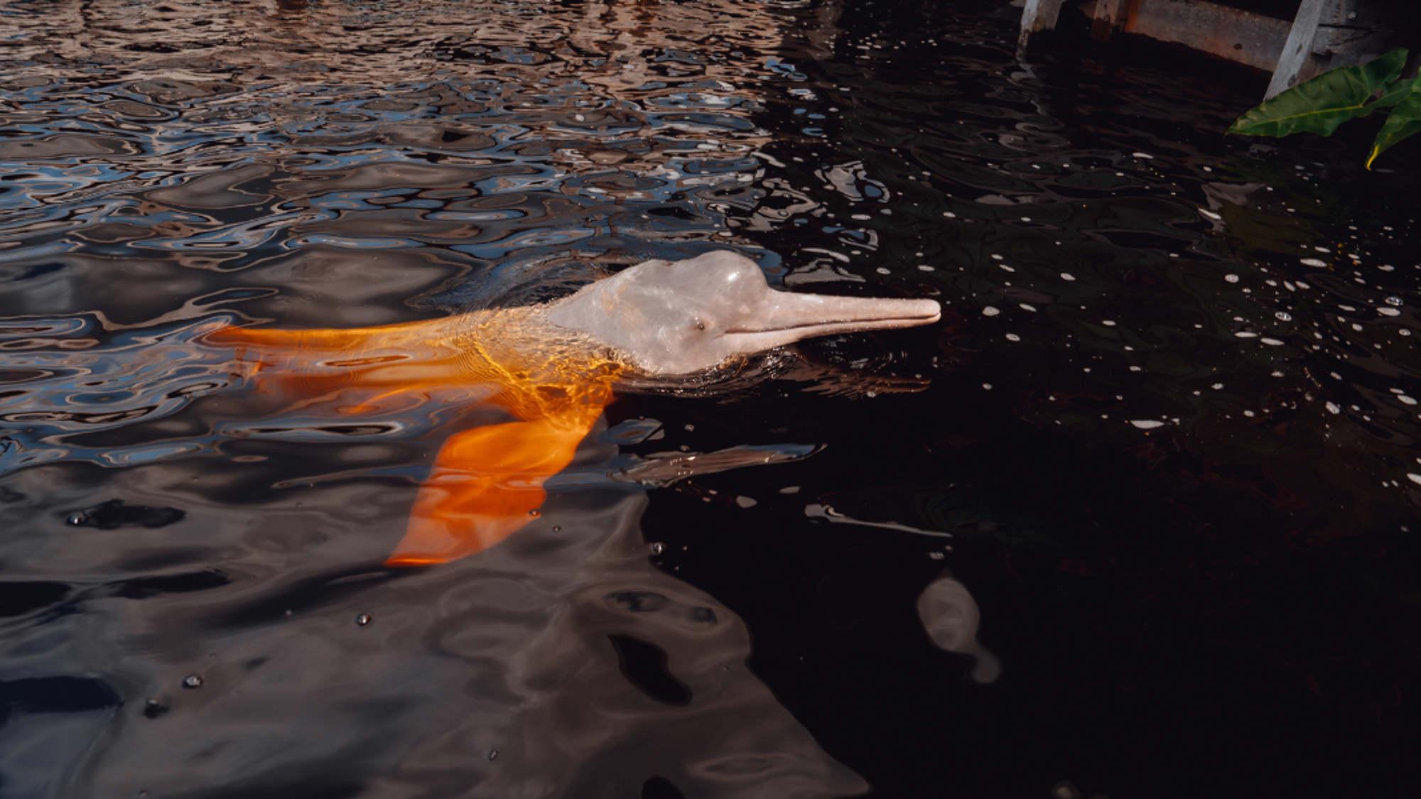 Jeux avec les dauphins roses