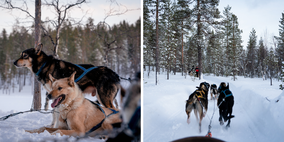 C'est parti une balade féérique en traineau à chiens !
