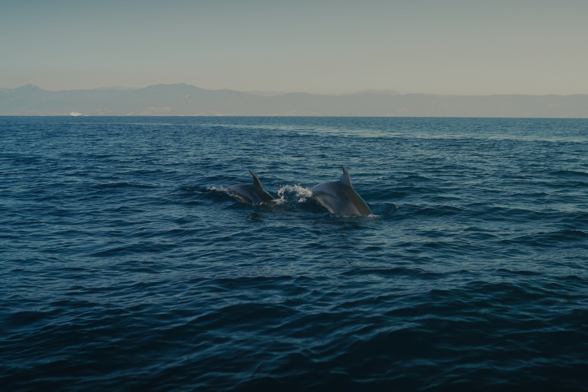 Dauphins,  Voilier, Sardaigne et Corse ©koplastudio 