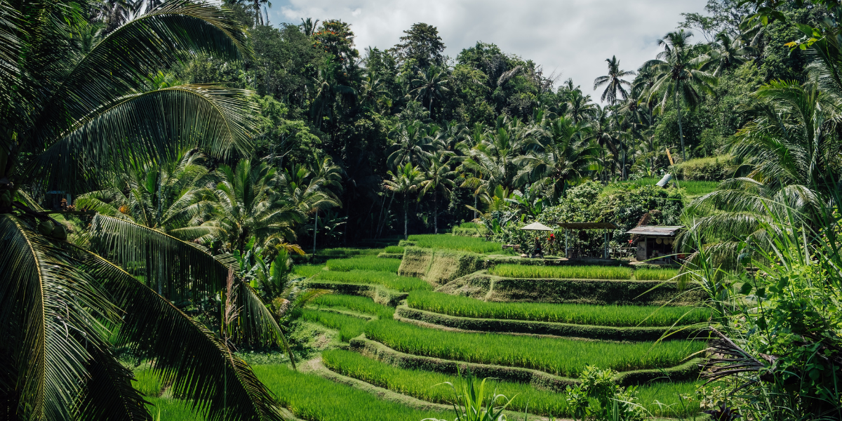 Et nature luxuriante ! 