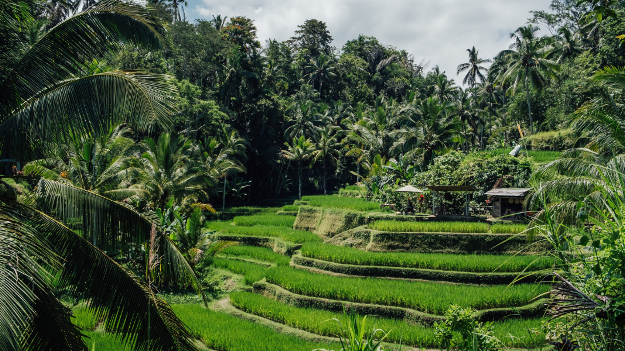 Et nature luxuriante !