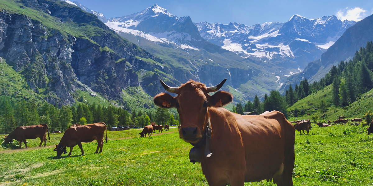 Rencontres au gré des sentiers