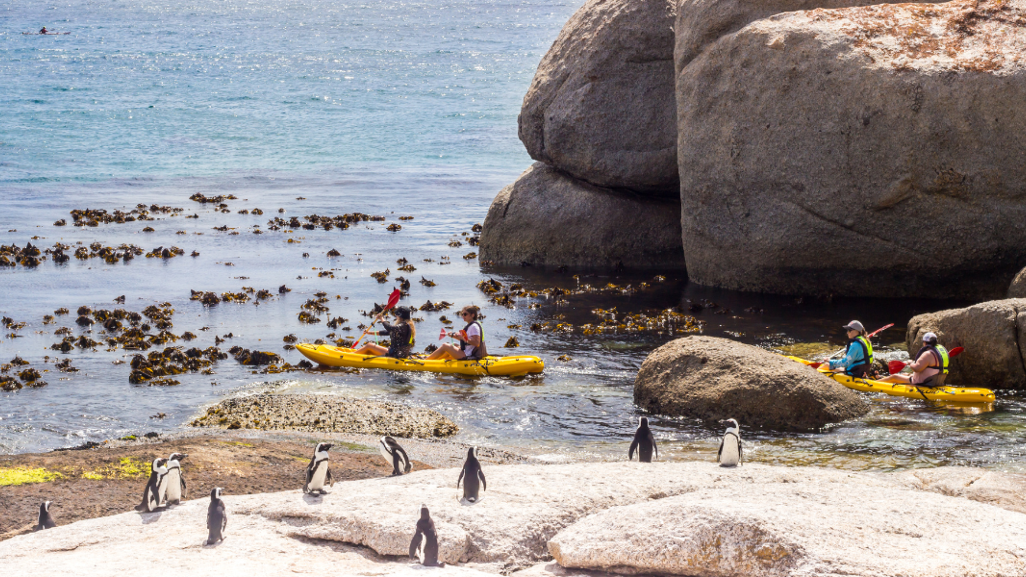 A la découverte des manchots sur la plage des Boulders