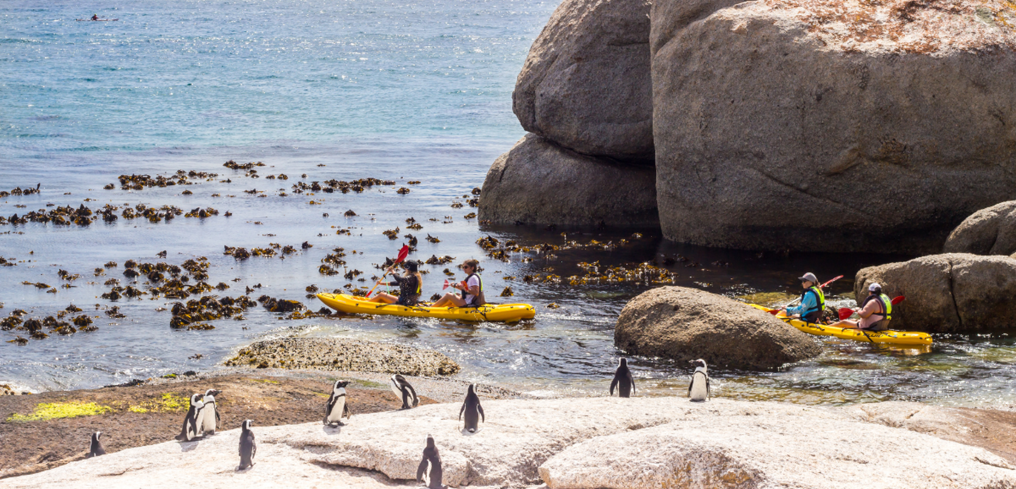 A la découverte des manchots sur la plage des Boulders