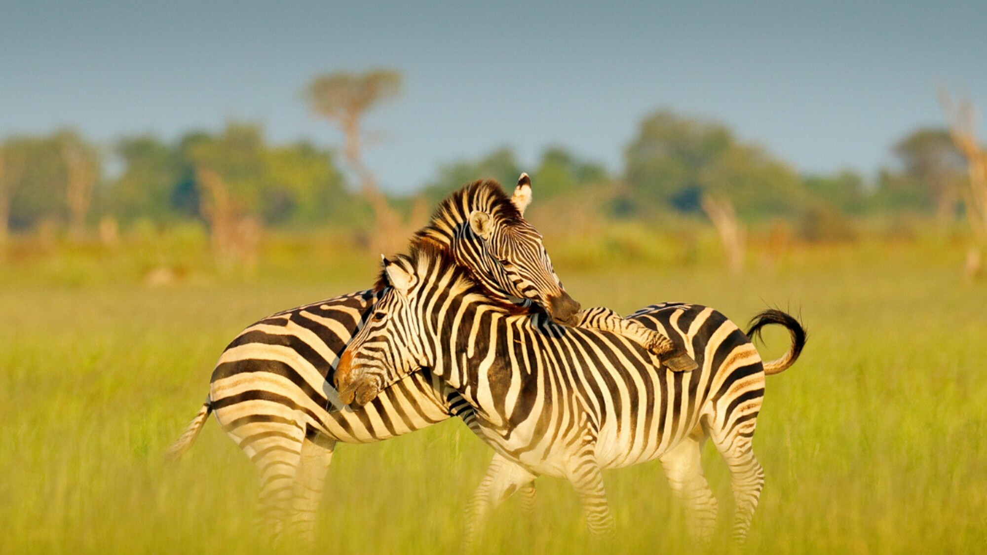 Vivez une expérience unique de safari