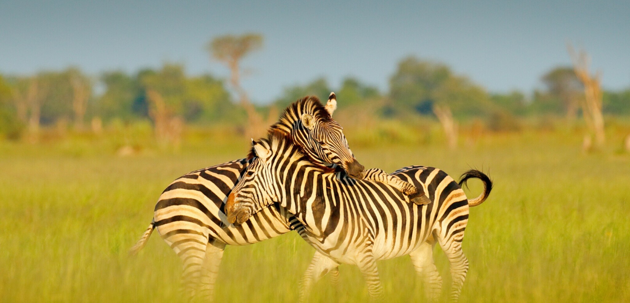 Vivez une expérience unique de safari