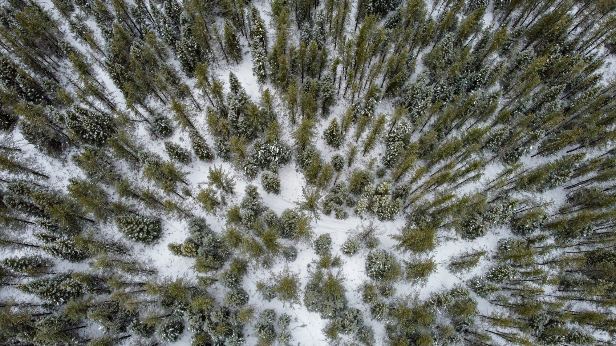 Forêt boréale, Canada ©Shutterstock.com