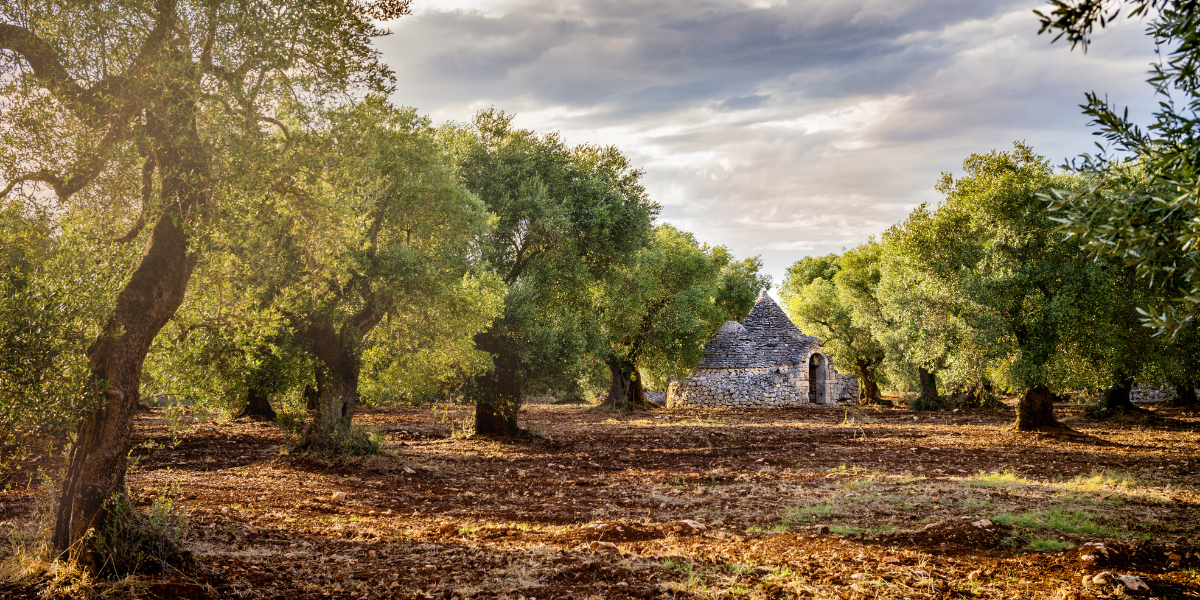 Valle d'Itria, entre les oliviers centenaires