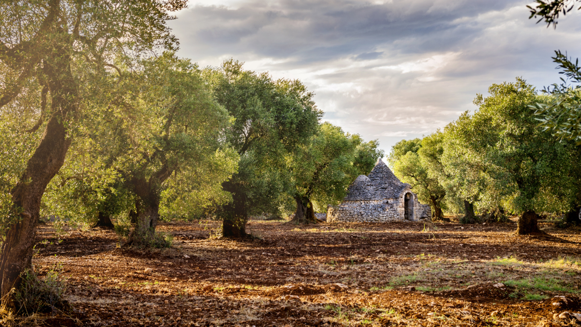 Valle d'Itria, entre les oliviers centenaires