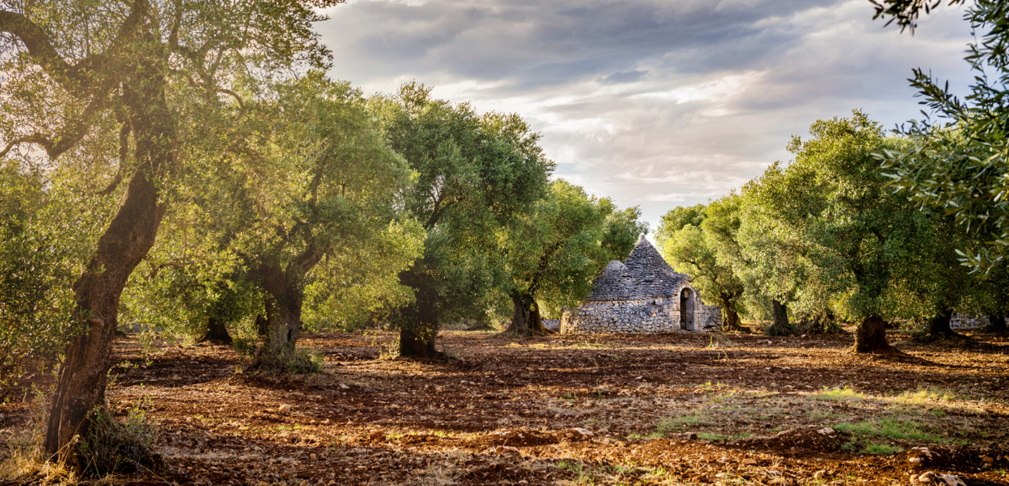 Valle d'Itria, entre les oliviers centenaires