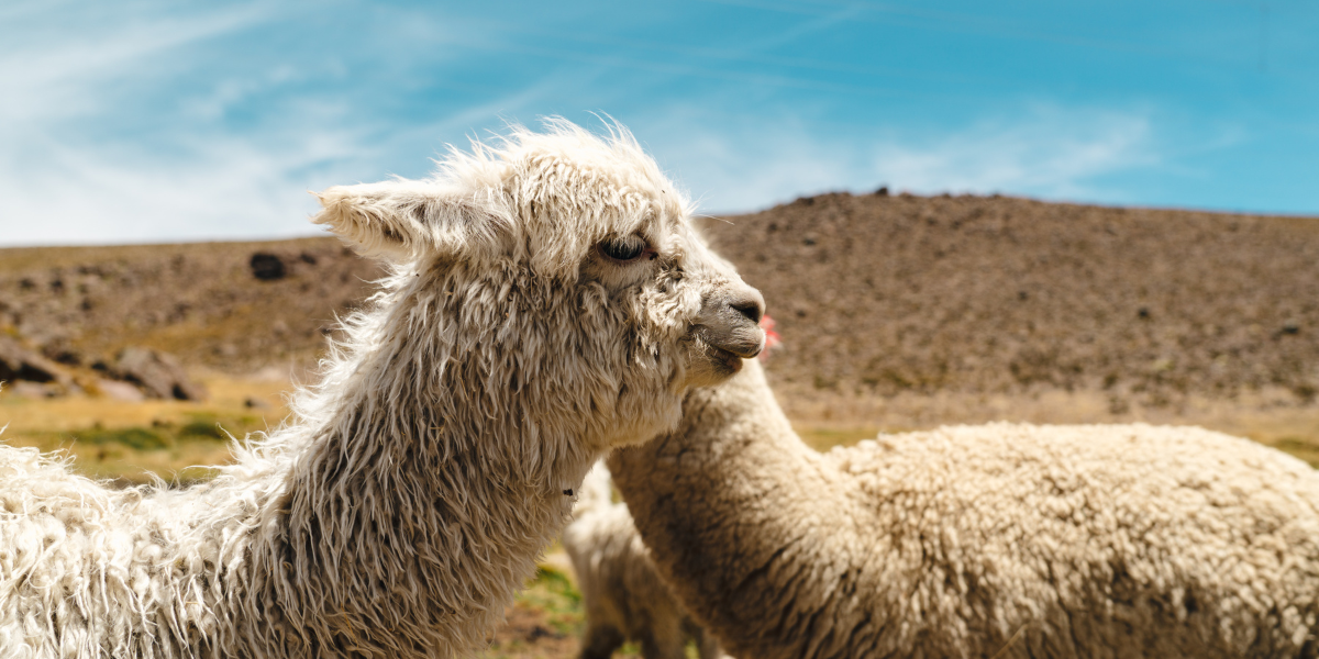 Aux paysages grandioses de l'Altiplano 