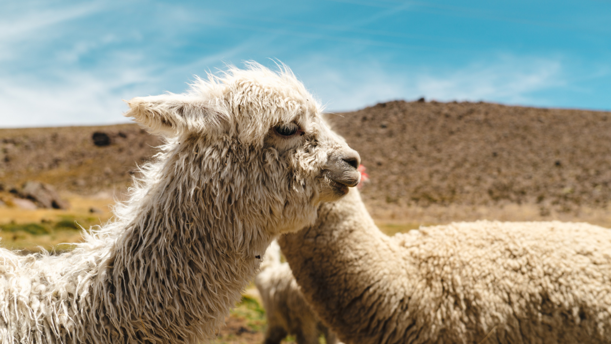 Aux paysages grandioses de l'Altiplano