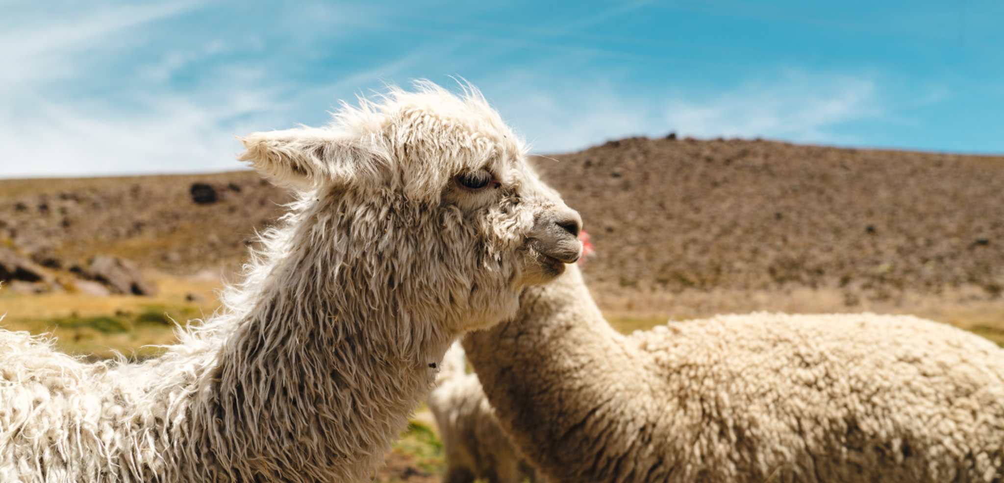 Aux paysages grandioses de l'Altiplano