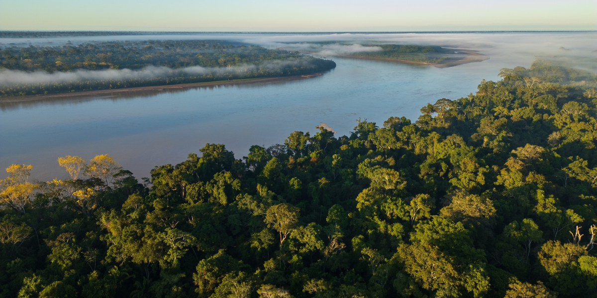 La nature luxuriante de l'Amazonie 