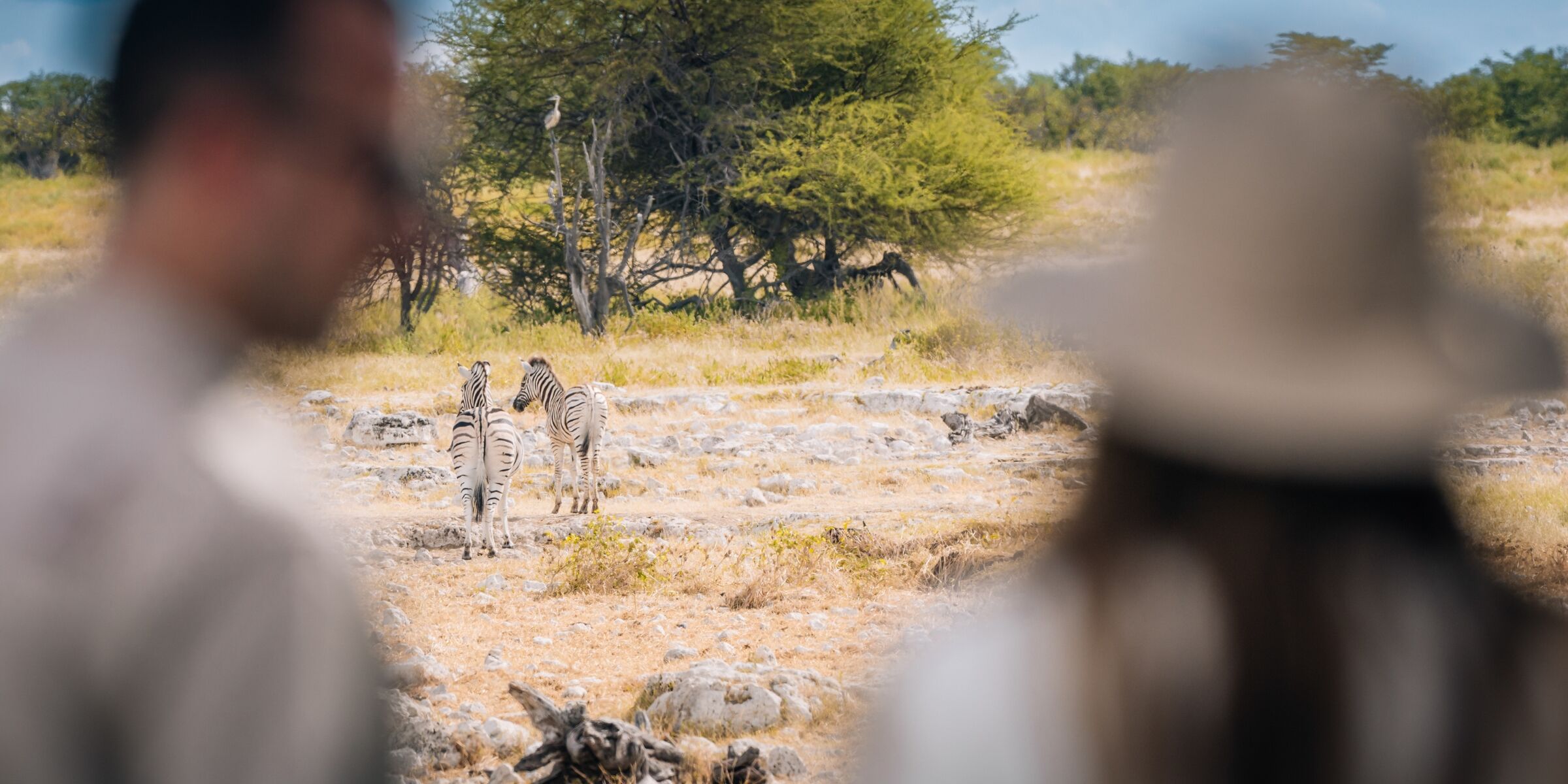 Parc National d'Etosha, Namibie ©Julien Fabro