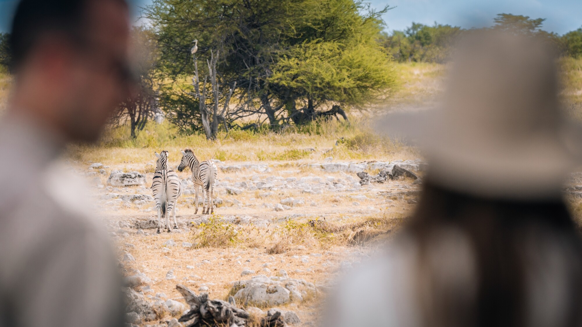 Parc National d'Etosha, Namibie ©Julien Fabro