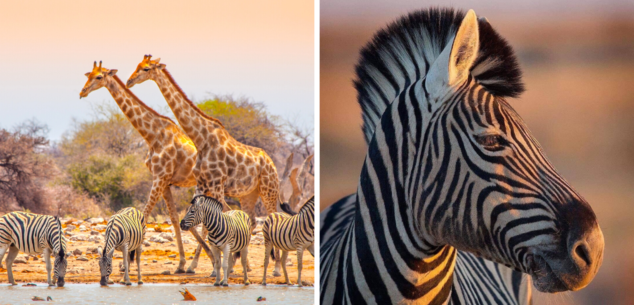 De la savane du Parc National d'Etosha