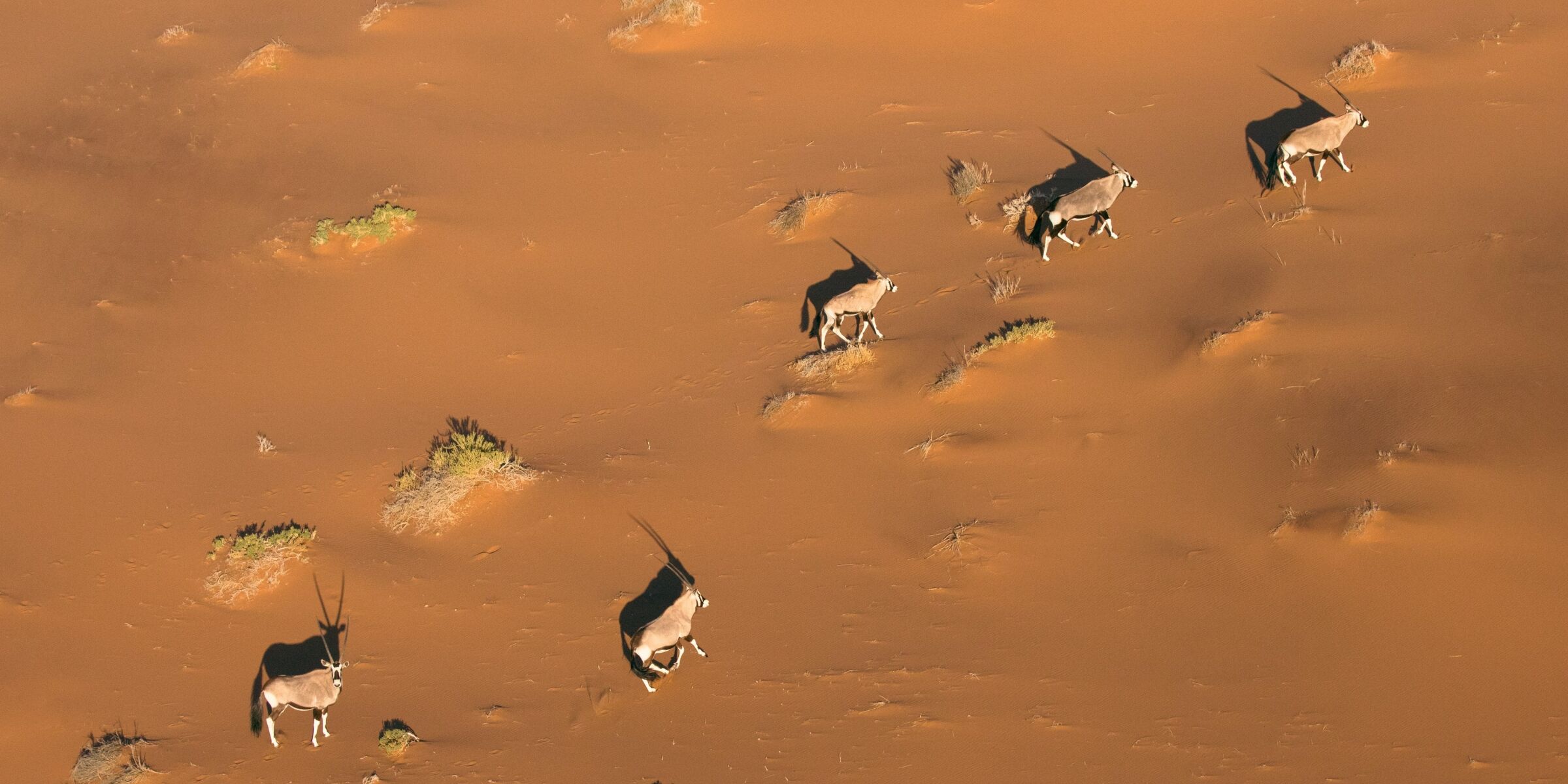 Désert du Namib, Namibie