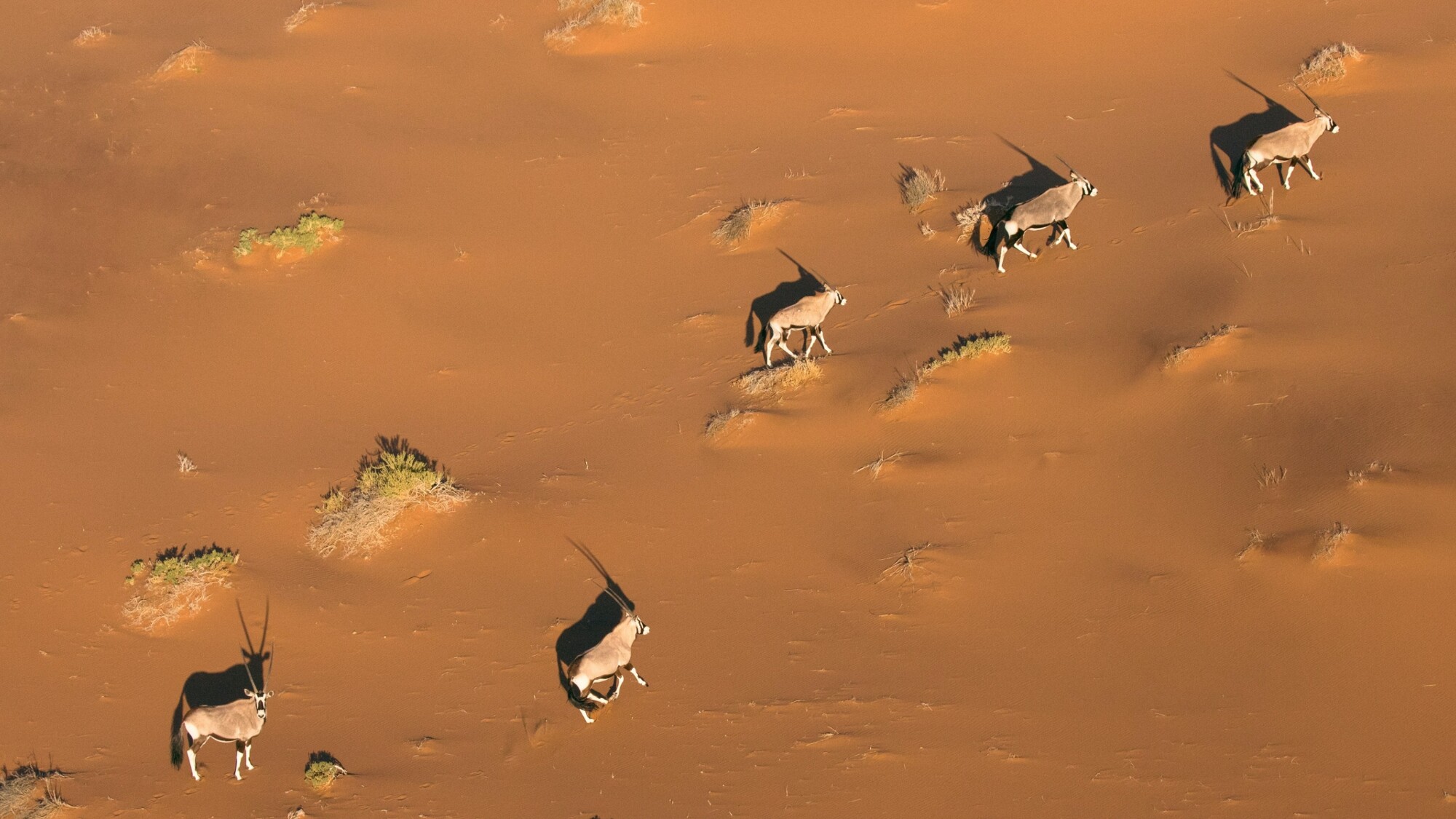 Désert du Namib, Namibie