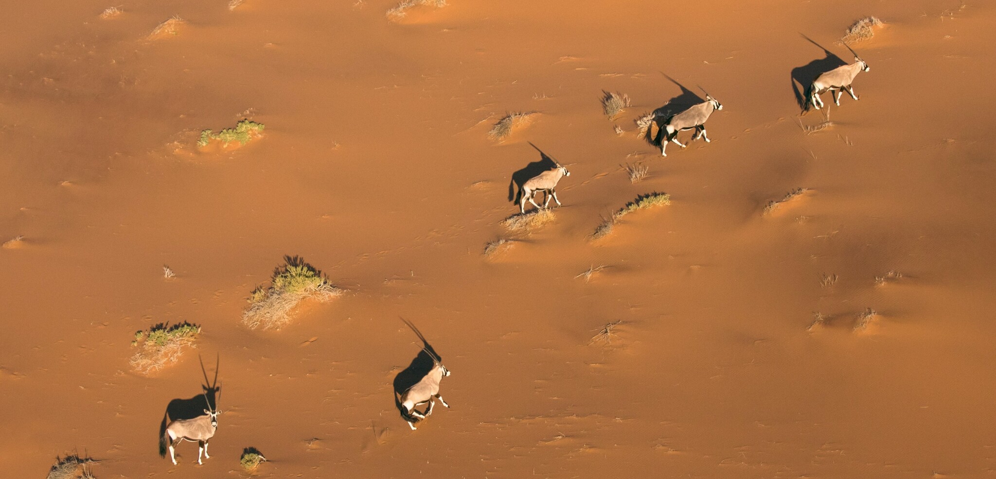 Désert du Namib, Namibie