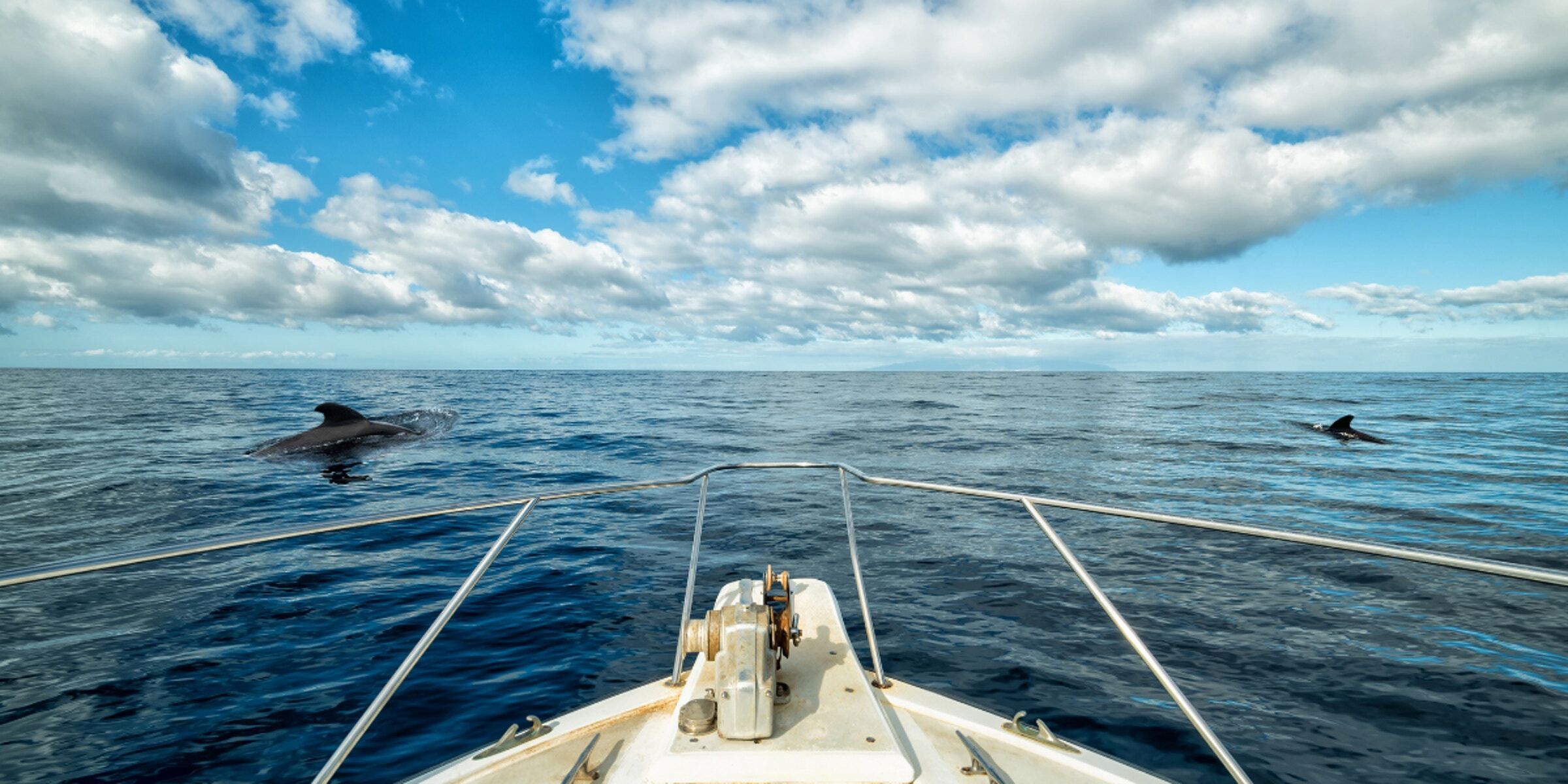 Et admirez la faune marine de l'île ! 