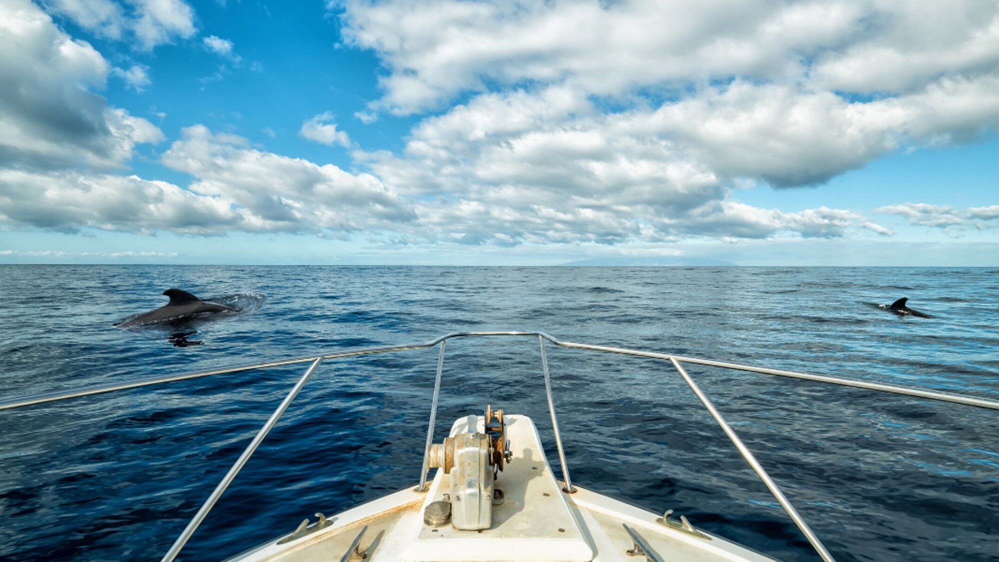 Et admirez la faune marine de l'île !