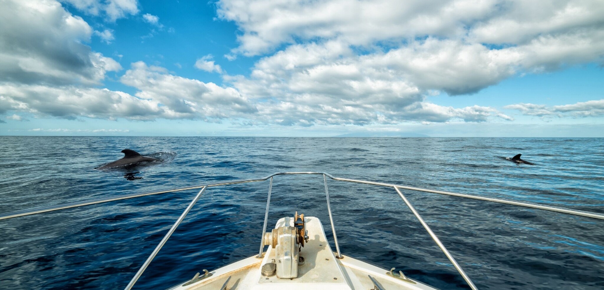 Et admirez la faune marine de l'île !