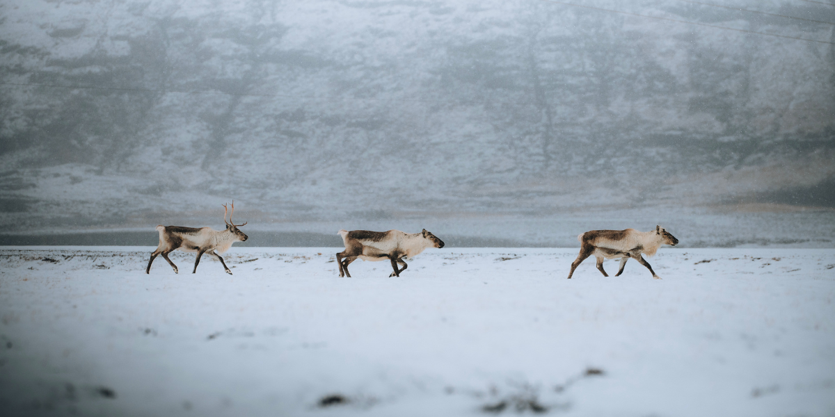 Rennes, Islande ©JEREMY COUFFITTE et ALEXANDRE ALMEIDA 
