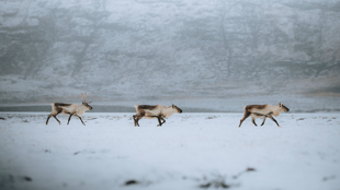 Rennes, Islande ©JEREMY COUFFITTE et ALEXANDRE ALMEIDA