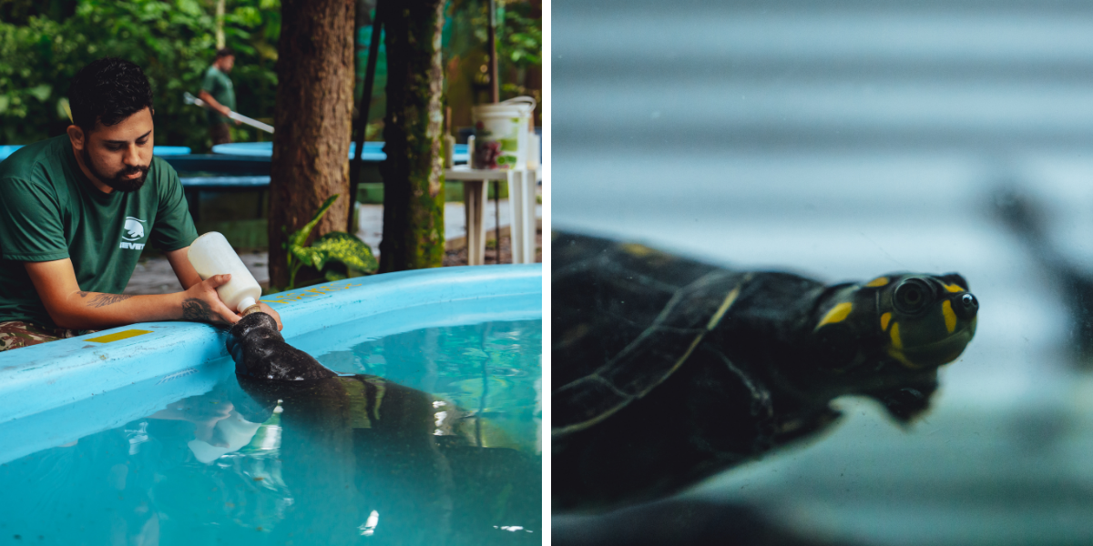 Et rencontrez les lamentins, tortues