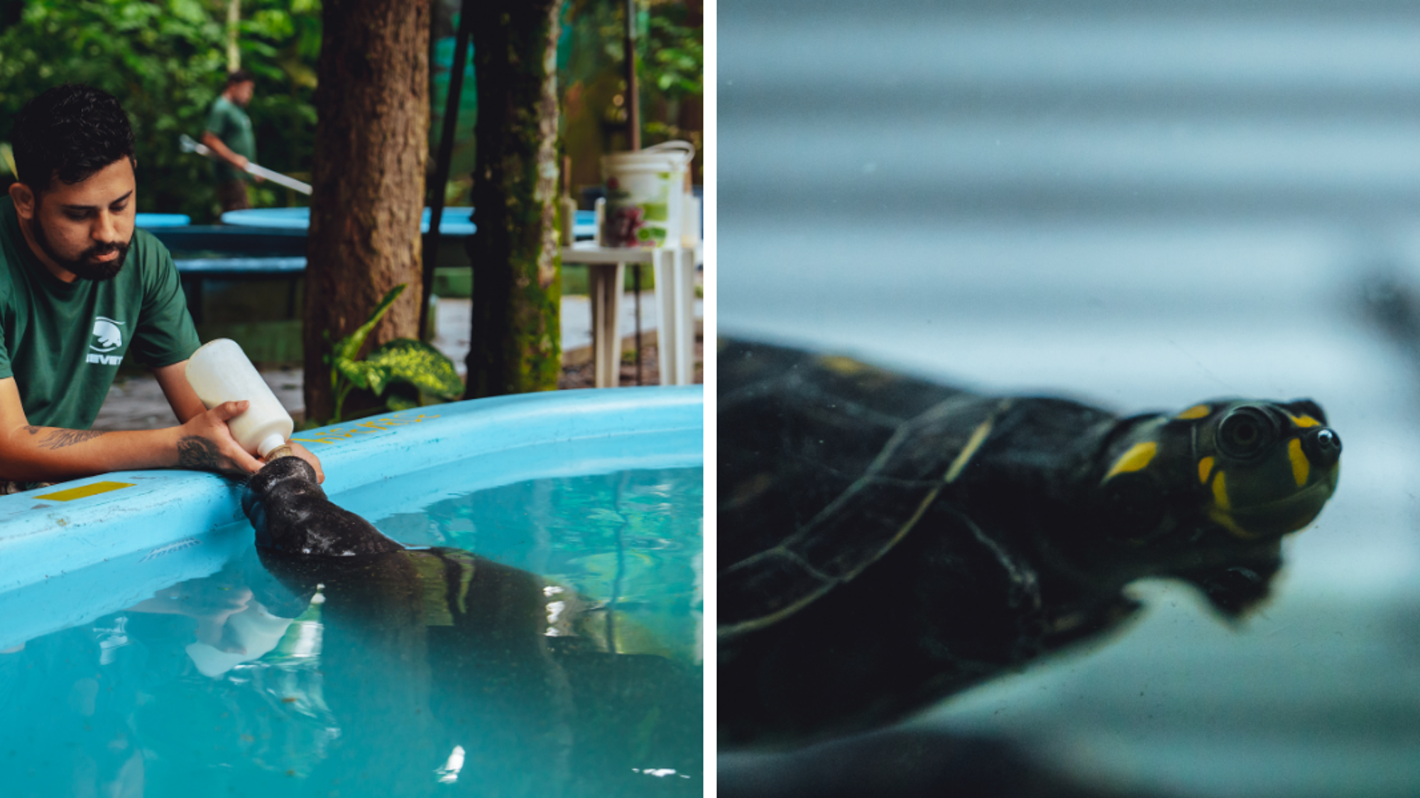 Et rencontrez les lamentins, tortues