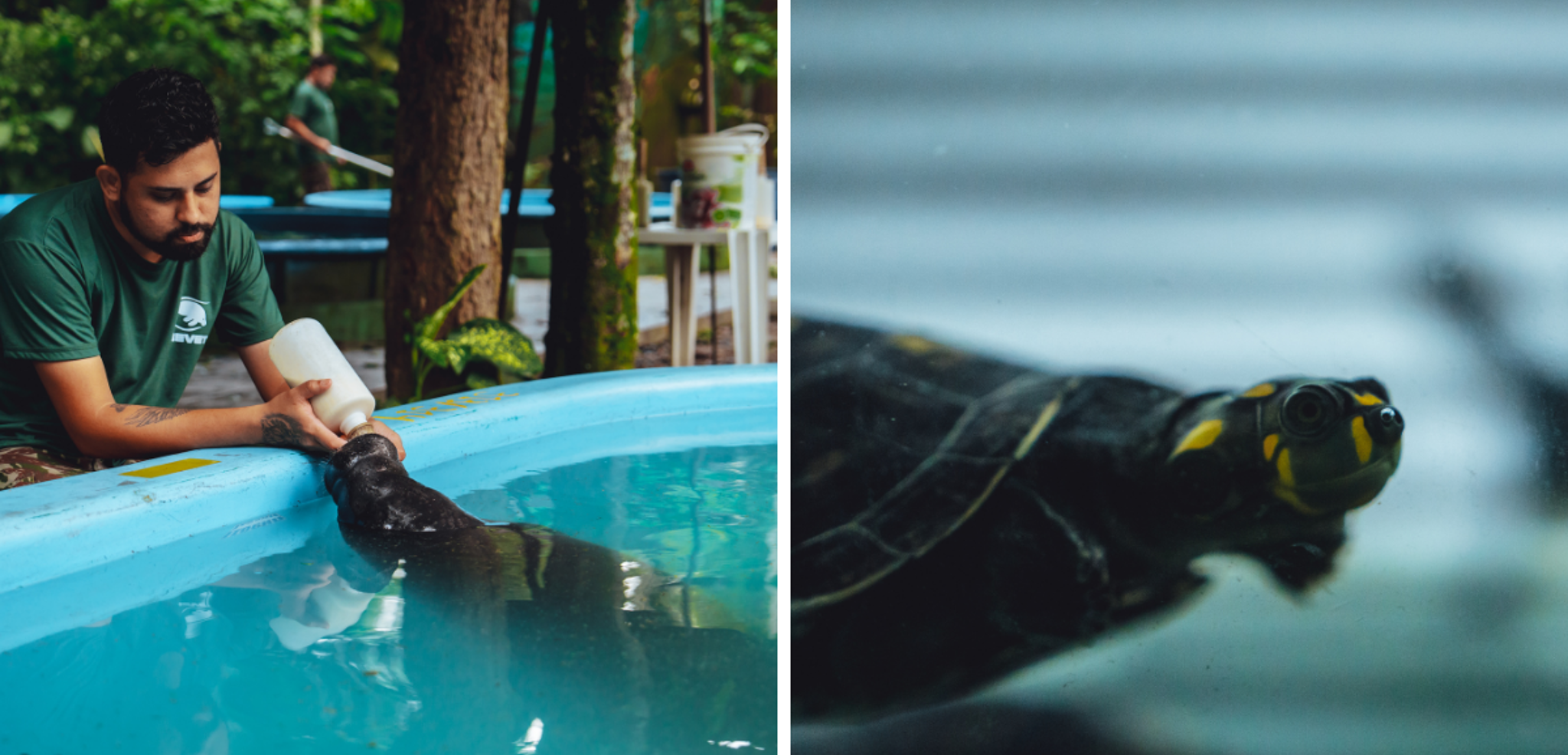 Et rencontrez les lamentins, tortues