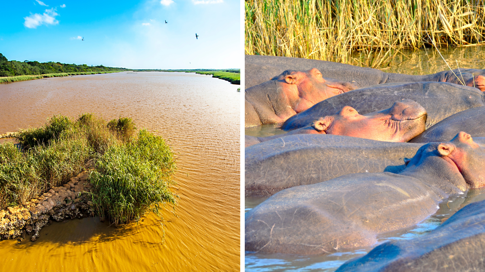 L'estuaire de Sainte Lucia