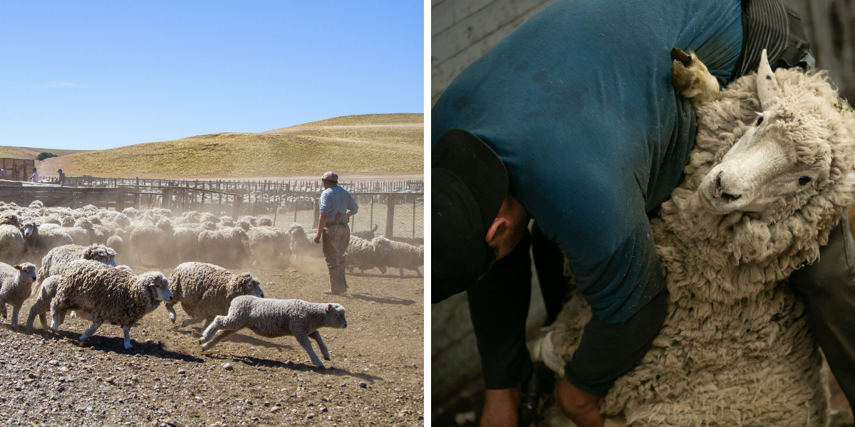 Et assistez à la tonte des moutons 