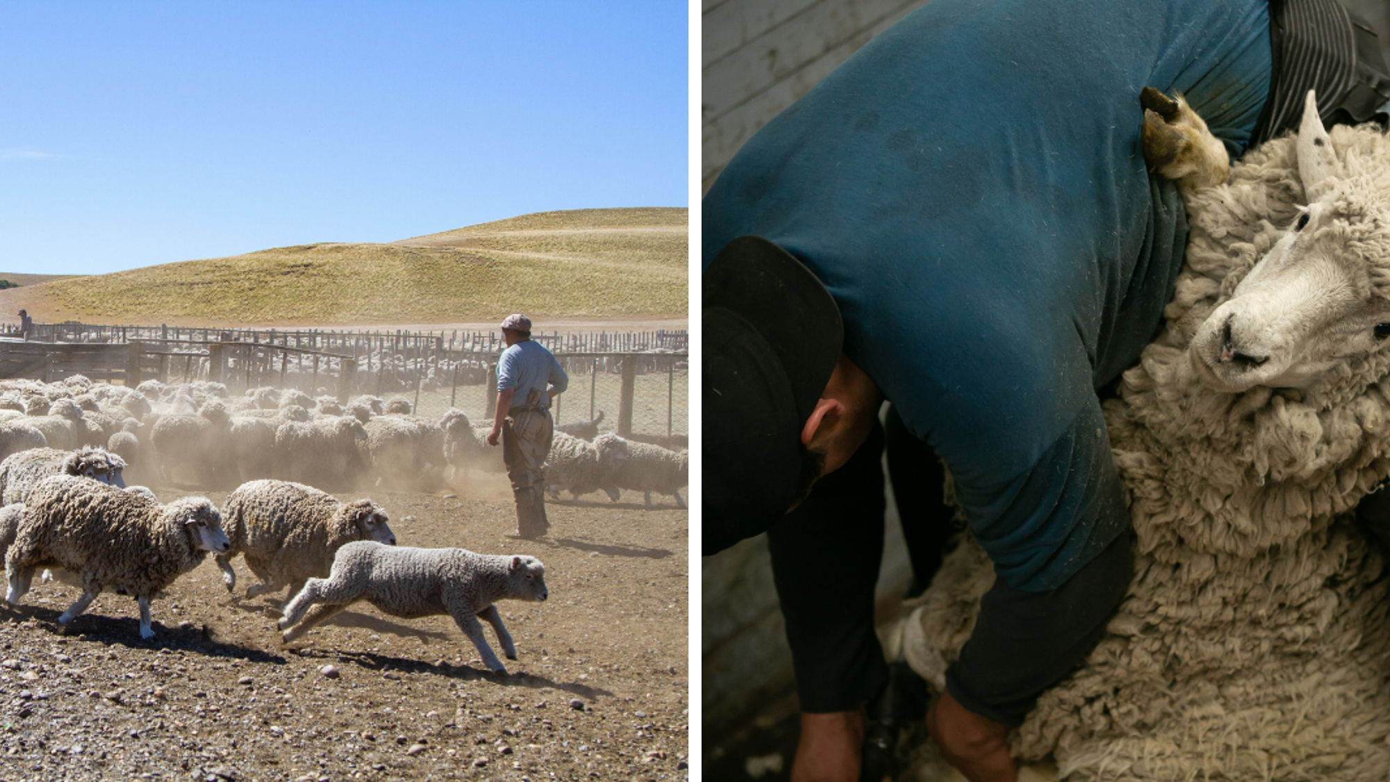 Et assistez à la tonte des moutons