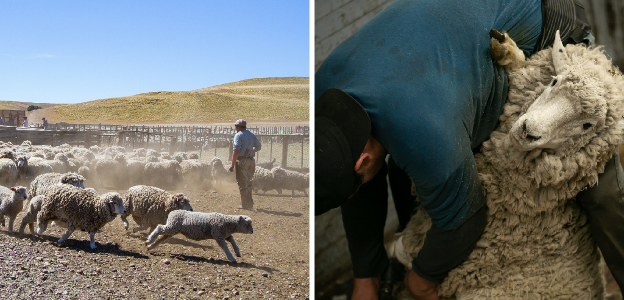 Et assistez à la tonte des moutons