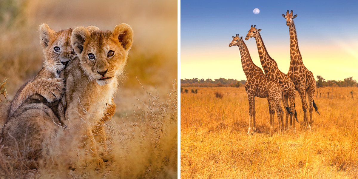 Au pays des Big Five ! 